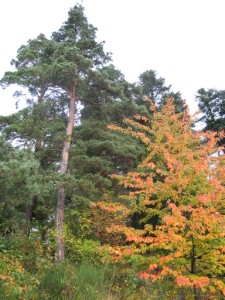 Murol Automne
