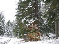 gîtes ruraux forêt sous la neige